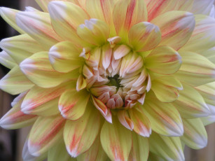 Картинка цветы георгины