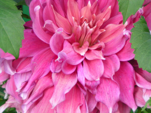 Картинка цветы георгины