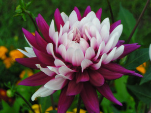 Картинка цветы георгины