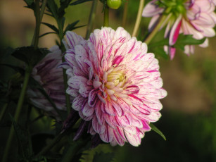 Картинка цветы хризантемы