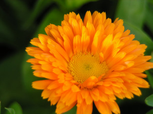 Картинка цветы календула