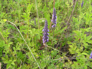 Картинка цветы луговые полевые