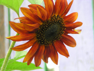 Картинка цветы подсолнухи