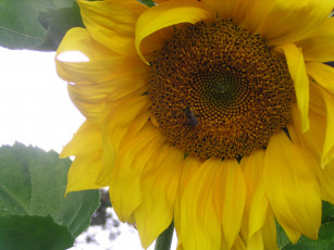 Картинка цветы подсолнухи