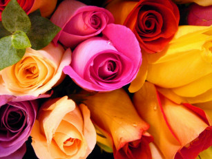 Картинка цветы розы