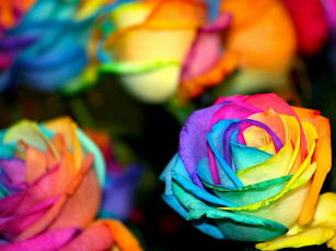 обоя цветы, розы