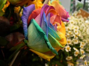 Картинка цветы розы