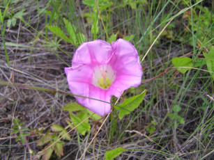 Картинка цветы вьюнки ипомеи