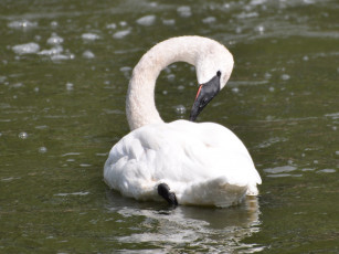 Картинка животные лебеди