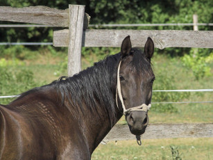 Картинка животные лошади