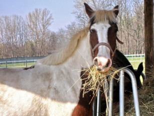 Картинка животные лошади