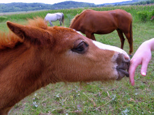 Картинка животные лошади