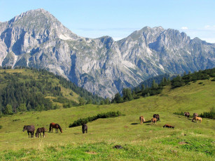 Картинка животные лошади