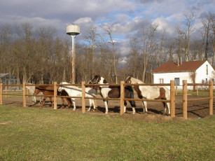 Картинка животные лошади