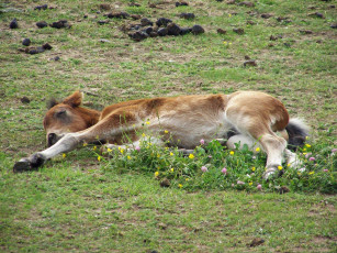 Картинка животные лошади
