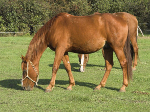 Картинка животные лошади