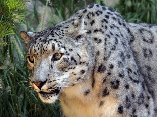 Картинка животные снежный барс ирбис