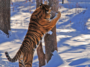 Картинка животные тигры