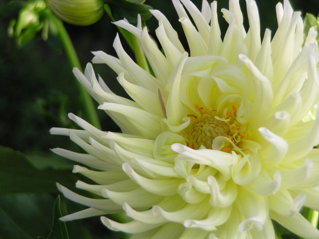 Обои картинки фото цветы, георгины