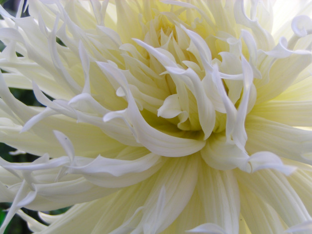 Обои картинки фото цветы, георгины