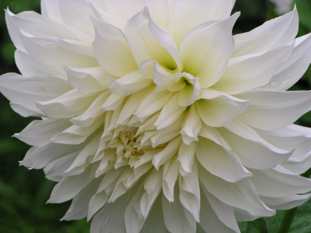 Обои картинки фото цветы, георгины