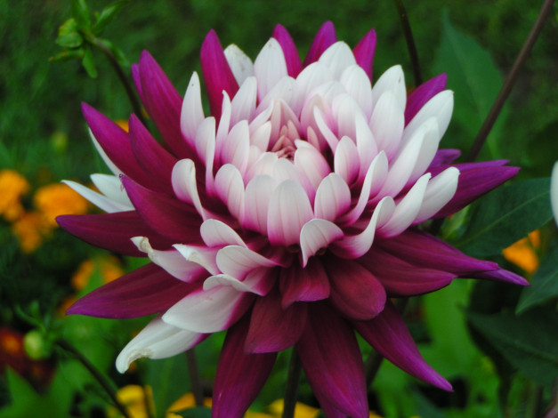 Обои картинки фото цветы, георгины