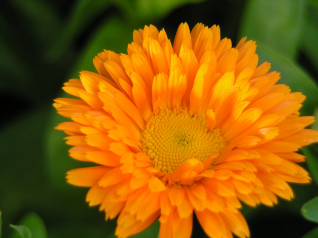 Обои картинки фото цветы, календула