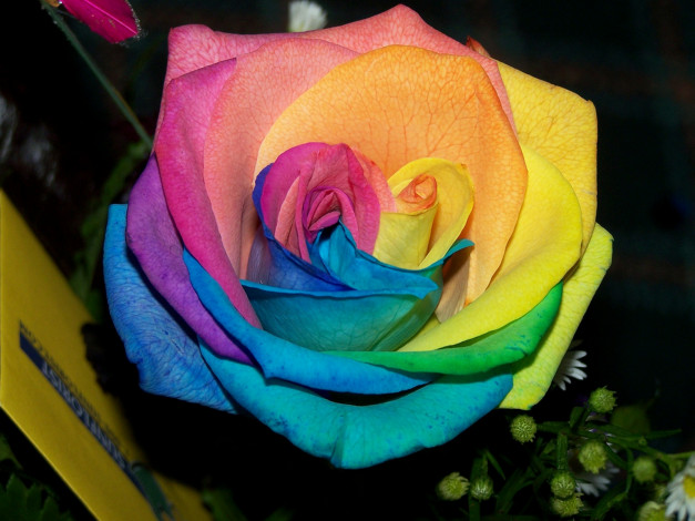 Обои картинки фото цветы, розы