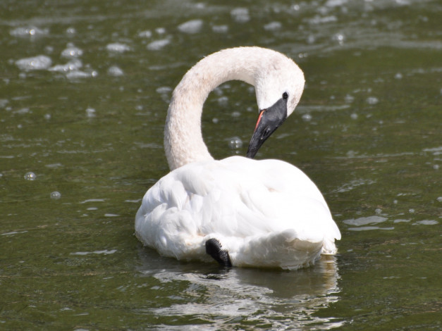 Обои картинки фото животные, лебеди