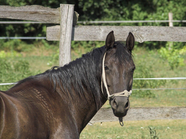 Обои картинки фото животные, лошади