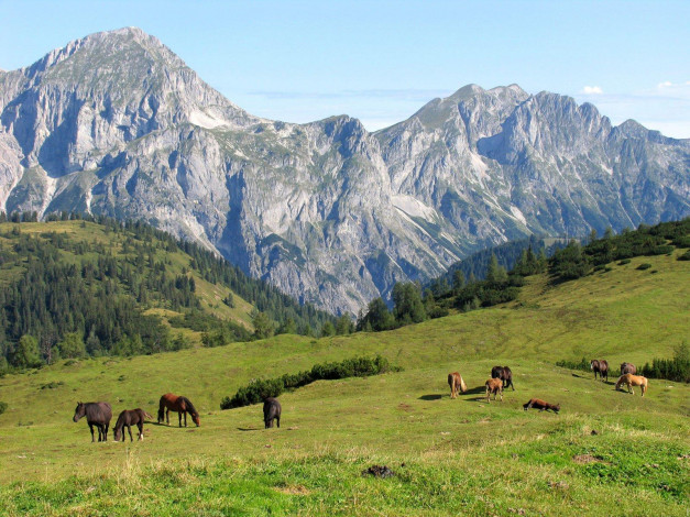 Обои картинки фото животные, лошади
