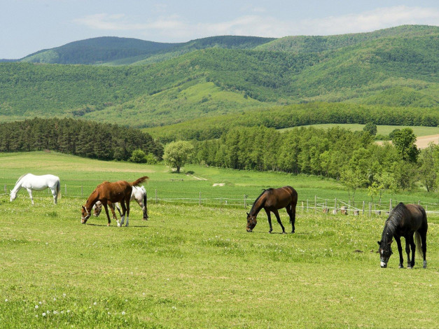 Обои картинки фото животные, лошади