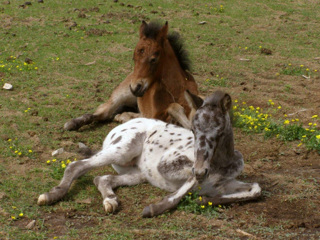 Обои картинки фото животные, лошади