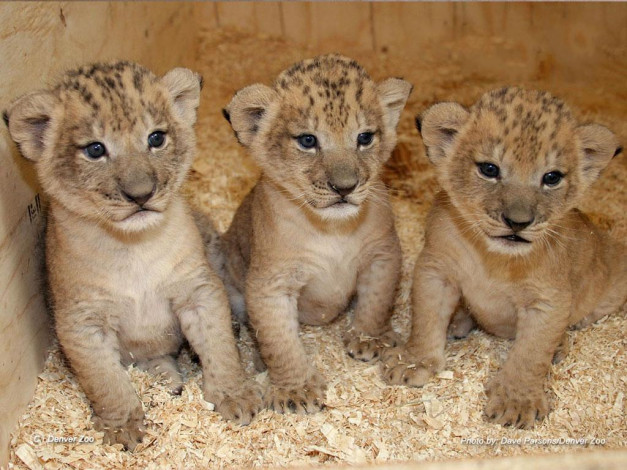 Обои картинки фото животные, львы