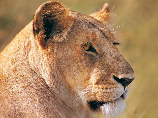 Обои картинки фото животные, львы