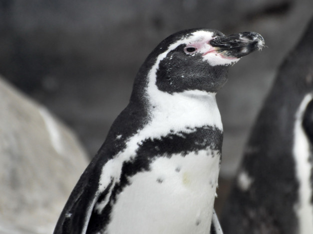 Обои картинки фото животные, пингвины