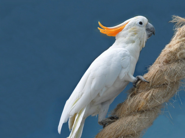 Обои картинки фото животные, попугаи