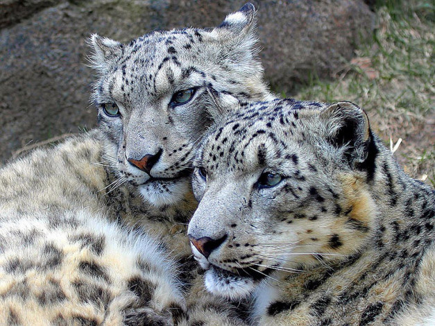 Обои картинки фото животные, снежный, барс, ирбис