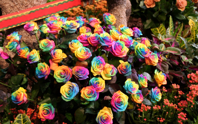 Обои картинки фото цветы, розы