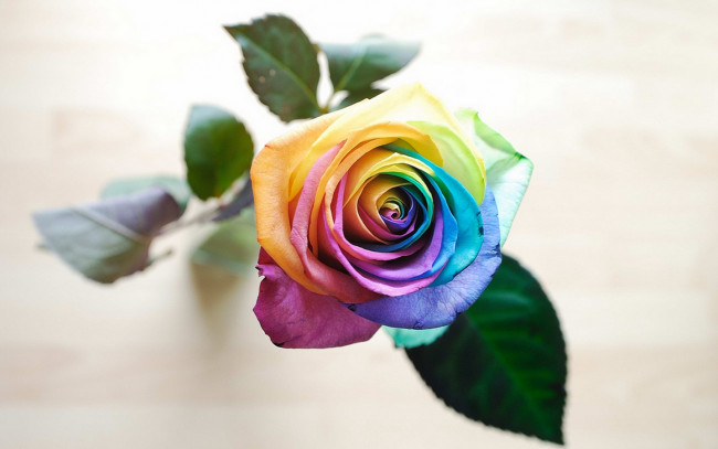 Обои картинки фото цветы, розы