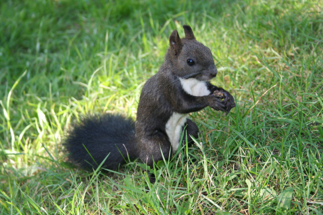 Обои картинки фото шмаковская, белка, животные, белки