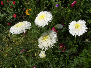 Картинка цветы астры