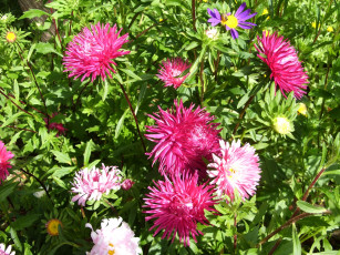 Картинка цветы астры