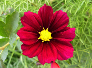 Картинка цветы космея