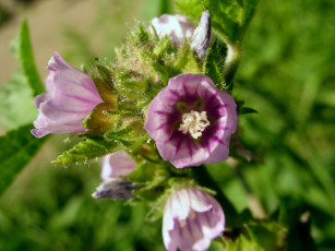 Картинка цветы луговые полевые