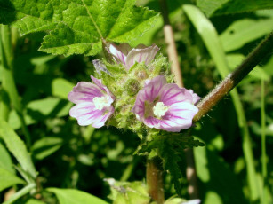 Картинка цветы луговые полевые