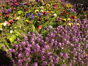 Картинка цветы разные вместе