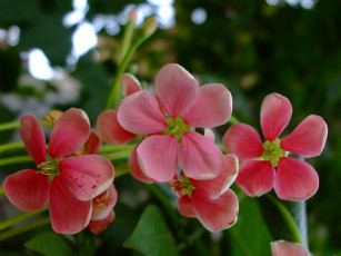 Картинка цветы розовый