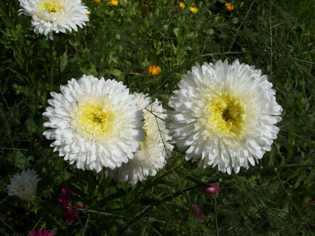 Обои картинки фото цветы, астры