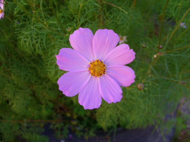 Обои картинки фото цветы, космея